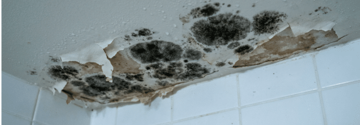 The Complete Guide to Preventing Bathroom Mould in Colorado Springs