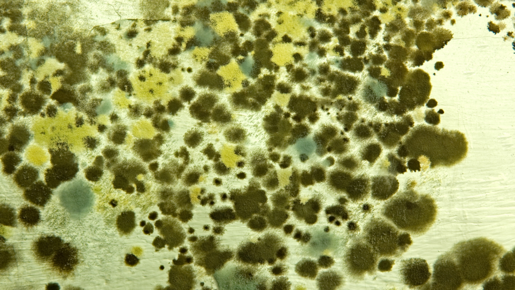 What Does Mold Actually Look Like?